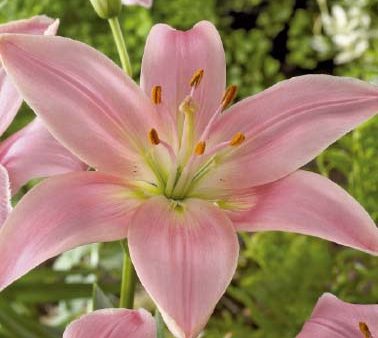 Asiatlilja-Lilium asiatic  Salmon  2-pack Supply