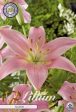 Asiatlilja-Lilium asiatic  Salmon  2-pack Supply