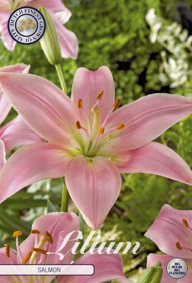 Asiatlilja-Lilium asiatic  Salmon  2-pack Supply