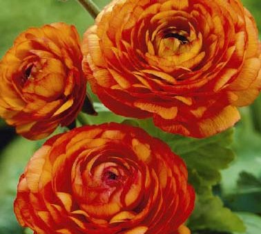 Bukettranunkel-Ranunculus asiaticus  Orange  10-pack For Discount