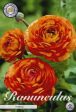 Bukettranunkel-Ranunculus asiaticus  Orange  10-pack For Discount