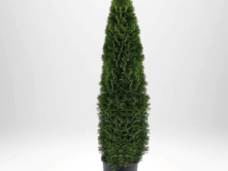 Thuja Smaragd 225-250 cm, Co 50L » LQ Fashion