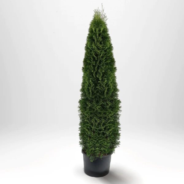 Thuja Smaragd 225-250 cm, Co 50L » LQ Fashion