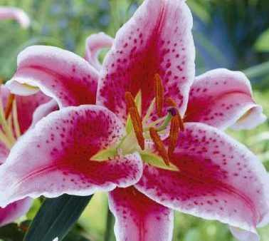 Orientalisk lilja-Lilium orientalis  Stargazer  2-pack Online Hot Sale