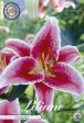 Orientalisk lilja-Lilium orientalis  Stargazer  2-pack Online Hot Sale