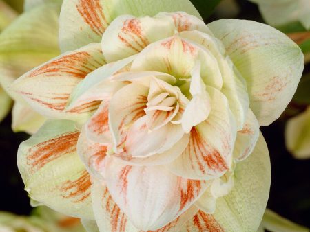 Amaryllis-Hippeastrum  Nymph  1-pack Cheap