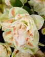 Amaryllis-Hippeastrum  Nymph  1-pack Cheap