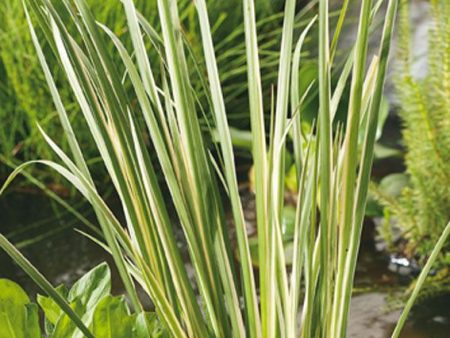 Acorus calamus  Variegatus  Discount