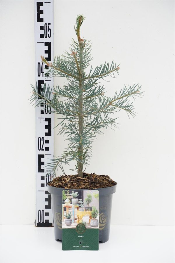 Abies concolor on Sale