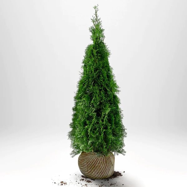 Thuja Smaragd 140-160 cm, RB » LQ Sale