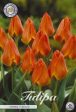 Tulpan Orange Toronto 10-pack on Sale