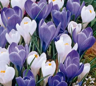 Vårkrokus-Crocus Vernus  Blue Ice  10-pack Online Hot Sale