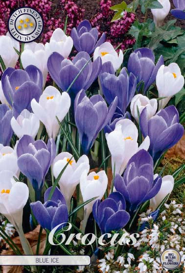 Vårkrokus-Crocus Vernus  Blue Ice  10-pack Online Hot Sale