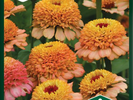 Zinnia, Zinderella Peach Fashion