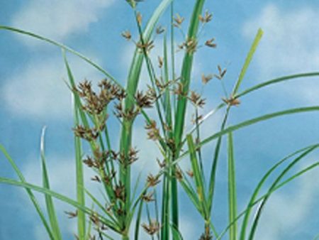 Cyperus longus Online Hot Sale