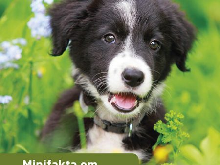 Minifakta om hundvalpar Online now