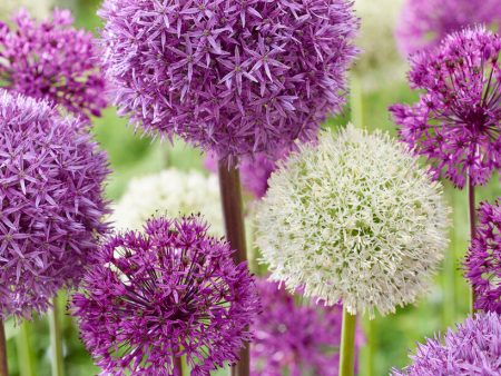 Allium Mixed 5-pack Online