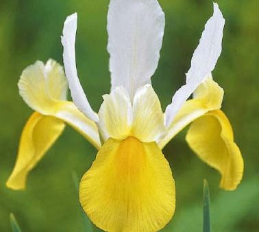 Holländsk iris-Iris hollandica  Symphony  15-pack Online Hot Sale