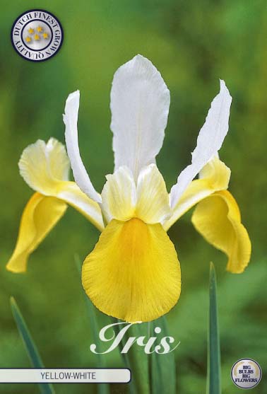 Holländsk iris-Iris hollandica  Symphony  15-pack Online Hot Sale