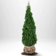 Thuja Smaragd 180-200 cm, RB » LQ Cheap