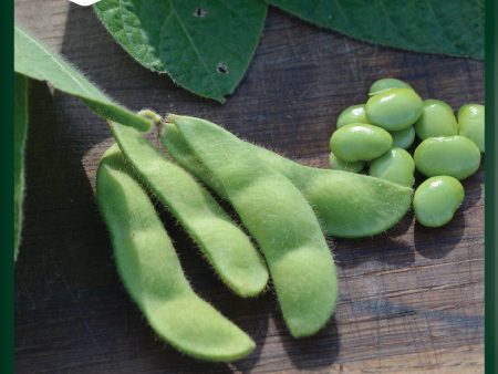 Böna, Edamame-, Summer Shell Fashion