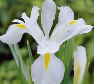 Holländsk iris-Iris hollandica  White Magic  15-pack For Discount