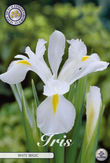 Holländsk iris-Iris hollandica  White Magic  15-pack For Discount