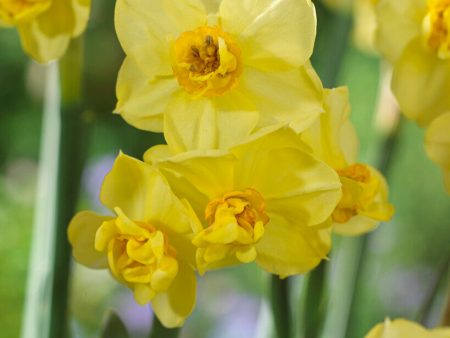 Narcissus Yellow Cheerfulness 5-pack For Cheap