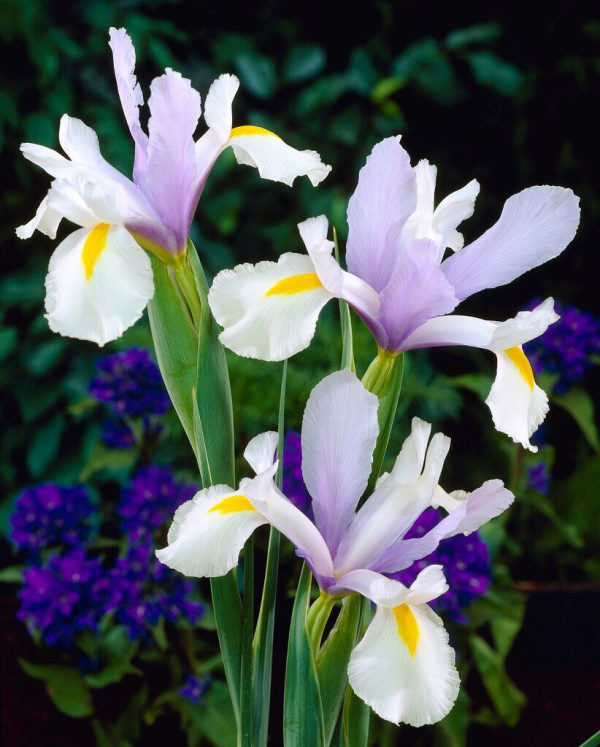 Holländsk iris-Iris hollandica  Surprise  10-pack Supply