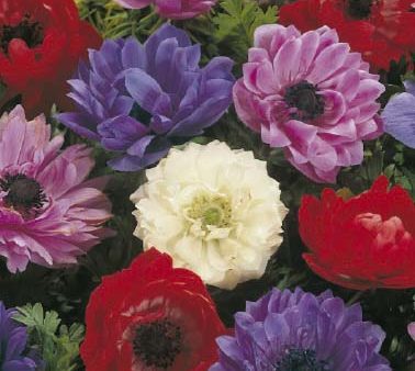 Bukettanemon-Anemone Coronaria  St. Brigid  Mixed 20-pack For Discount