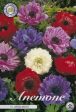 Bukettanemon-Anemone Coronaria  St. Brigid  Mixed 20-pack For Discount