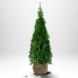 Thuja Smaragd 160-180 cm, RB » LQ Online Hot Sale