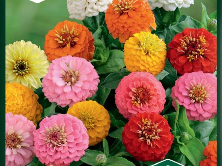 Zinnia, Sunbow, bl färger Cheap