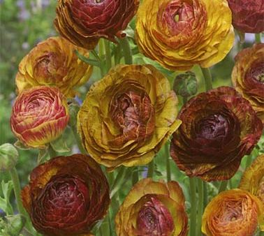 Bukettranunkel-Ranunculus asiaticus  Cafe Picotee  10-pack Supply