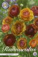 Bukettranunkel-Ranunculus asiaticus  Cafe Picotee  10-pack Supply