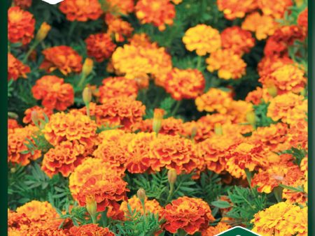 Tagetes, Sammets-, Boy o Boy Online Sale