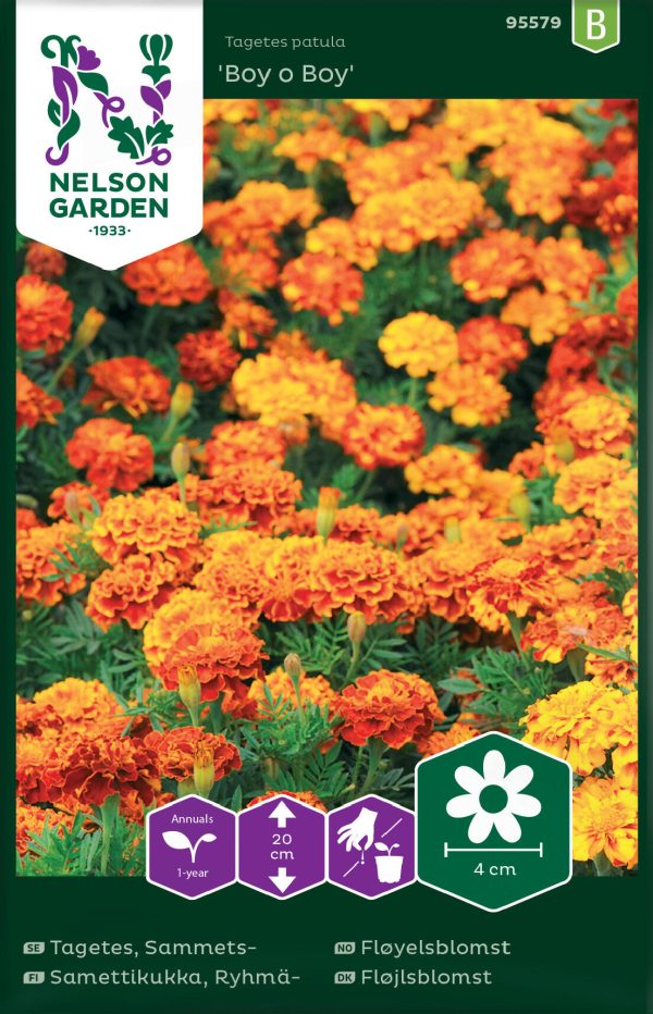 Tagetes, Sammets-, Boy o Boy Online Sale