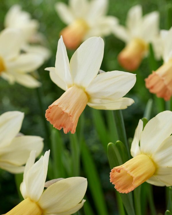 Narcissus Carice (NEW) 5-pack For Cheap