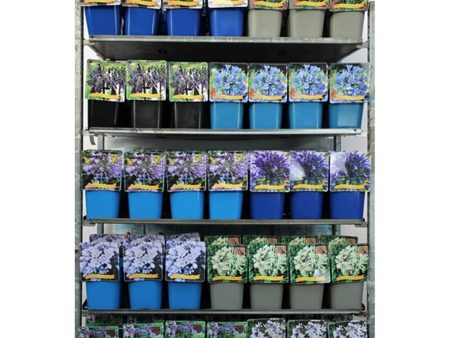 Agapanthus in cultivars For Sale