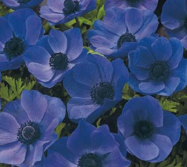 Bukettanemon-Anemone Coronaria  Mr. Fokker  20-pack Online Sale