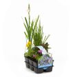 30030 Bloeiend Waterplants Cheap