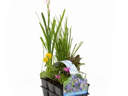 30030 Bloeiend Waterplants Cheap