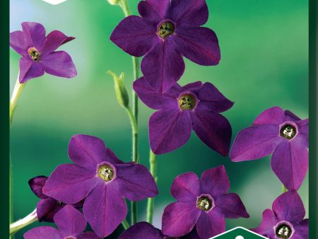 Blomstertobak, Perfume Deep Purple F1 Hot on Sale