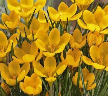 Bägarkrokus-Crocus Chrysanthus  Dorothy  20-pack Cheap