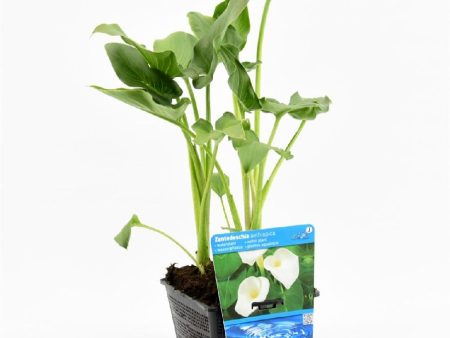 Zantedeschia aethiopica For Discount