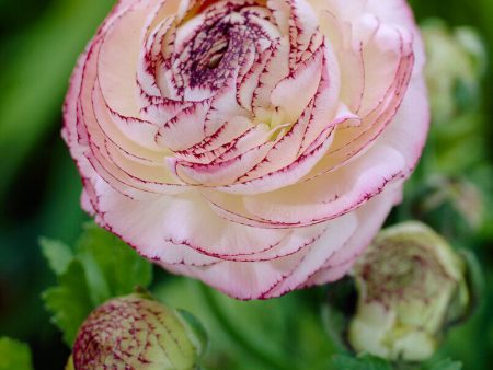 Bukettranunkel-Ranunculus asiaticus  Picotee Rose  10-pack Online now