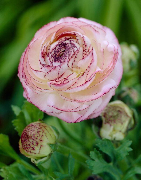 Bukettranunkel-Ranunculus asiaticus  Picotee Rose  10-pack Online now