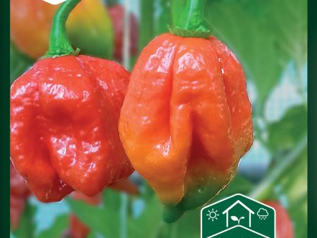 Chilipeppar, Trinidad Scorpion Supply