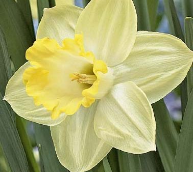 Narcissus  Ladea  5-pack Hot on Sale