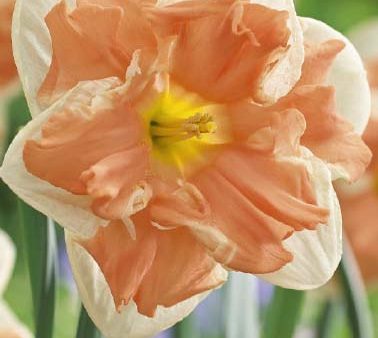 Narcissus Apricot Whirl 5-pack Cheap